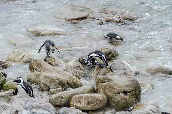 Pingüino Africano - Betty's Bay - Sudáfrica 8.jpg